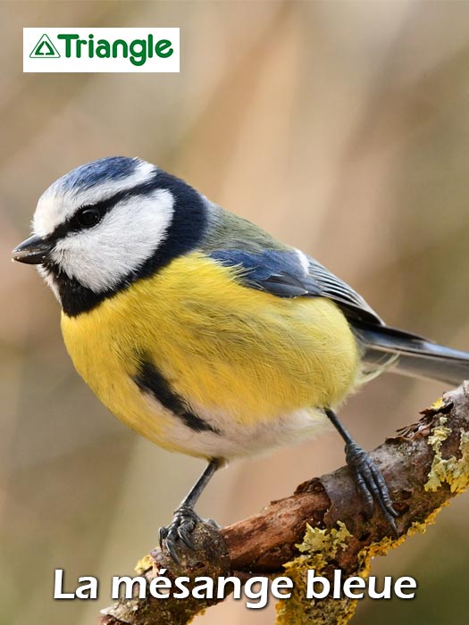 Mésange bleue